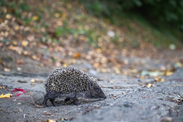 人略占上风 人略占上风
